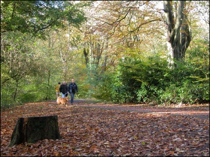 Dog Walkers